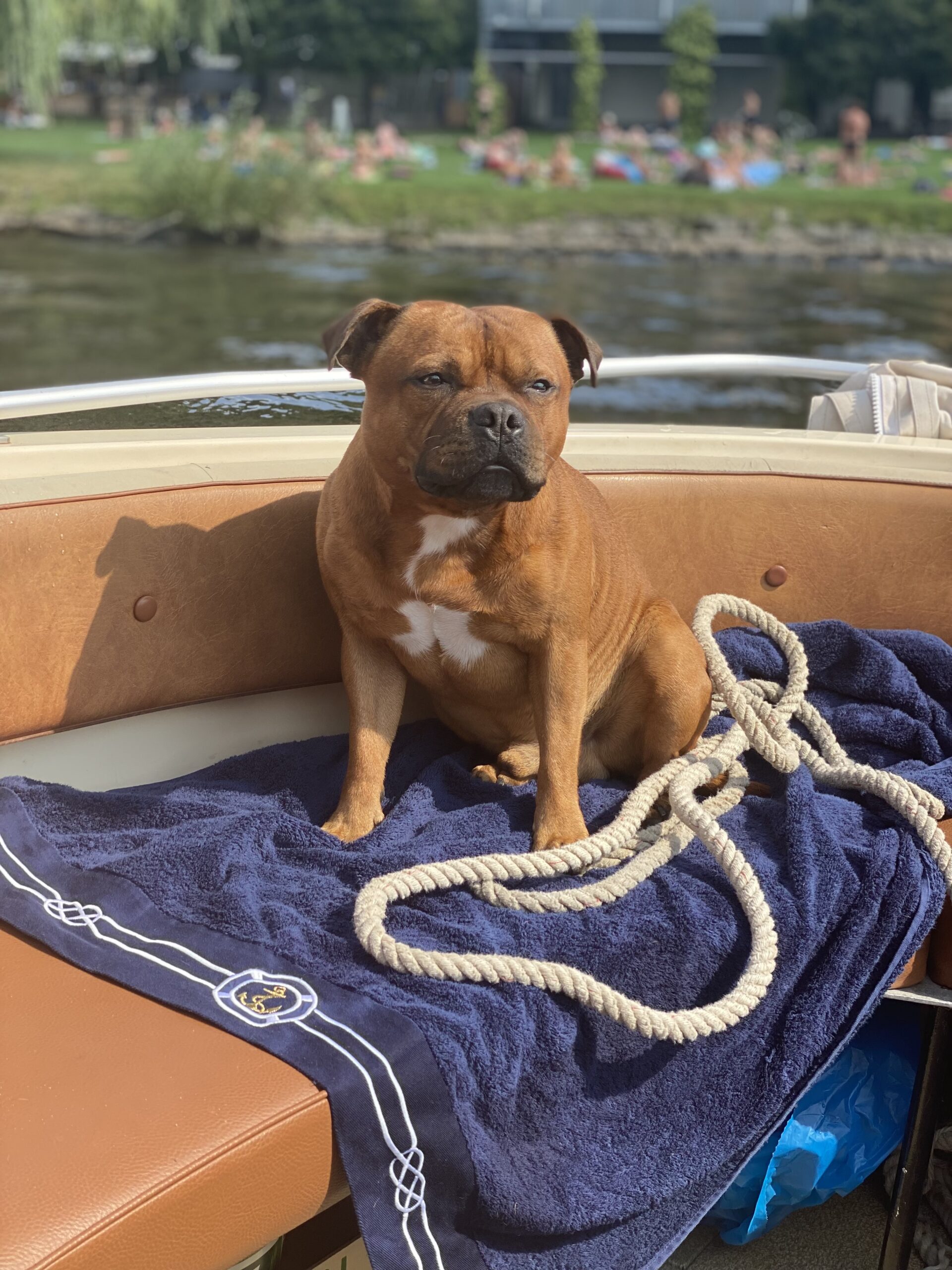 dog friendy boat